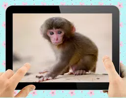 Baby Monkey Screenshot 1