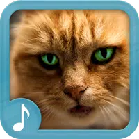 Meowing Cat Sounds Ringtones