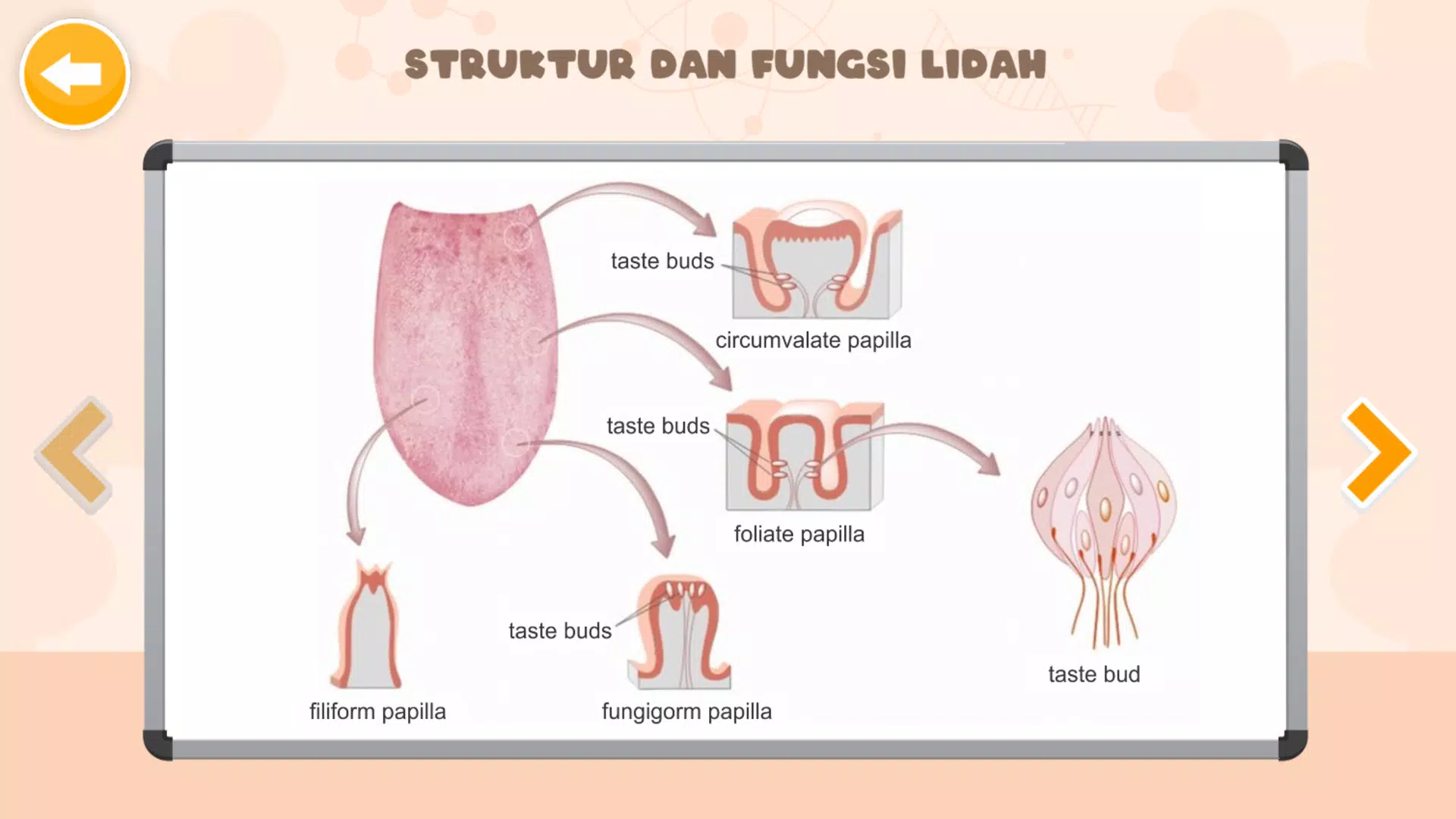 Sistem Indra Manusia Ekran Görüntüsü 3