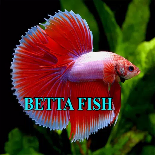Betta Fish Gallery应用截图第2张